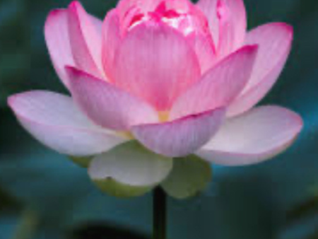 Lotus Flower - Candle Sale