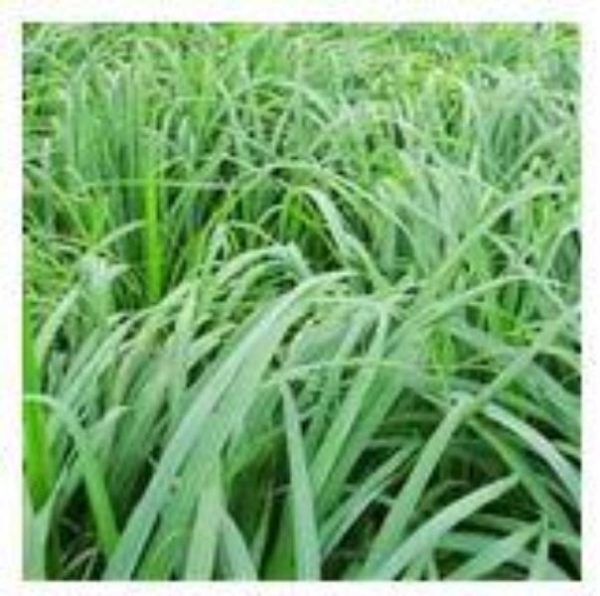 Citronella Essential Oil 50 mls Online