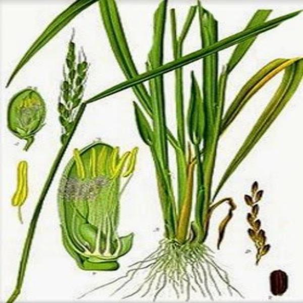 EO Lemongrass Essential Oil 100 mls Fashion