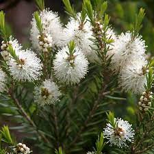 Fragrance Tea Tree 500 mls For Sale