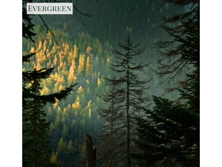 Evergreen - Candle Online now