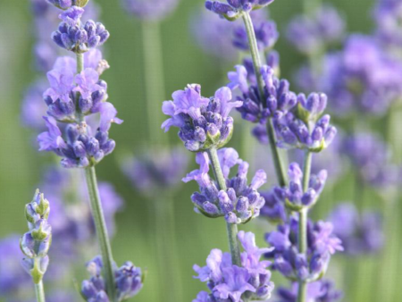 Lavender - Linen & Room Spray Online Hot Sale