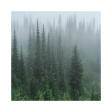 Evergreen Forest - Candle Online