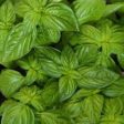 EO Basil Essential Oil 10 mls For Discount