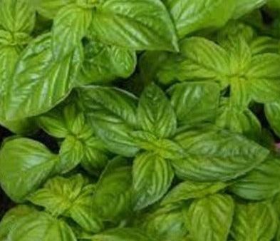 EO Basil Essential Oil 10 mls For Discount