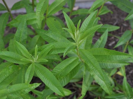 Dried Herbs- Lemon Verbena 10 grm Cheap