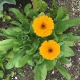 Dried Herbs- Calendula 10 grm For Discount