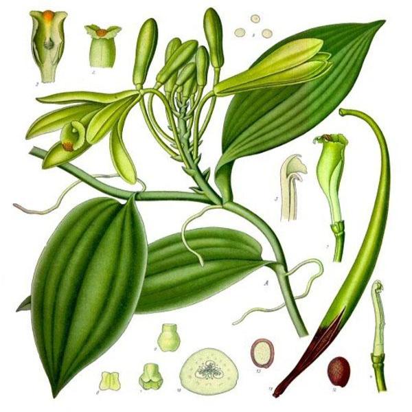 Vanilla Essential Oil  100 mls Online Hot Sale