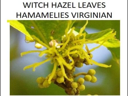 Dried Herbs - Witch Hazel Leaves  (Hamamelis virginiana) 10 grm Online Sale