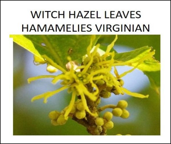 Dried Herbs - Witch Hazel Leaves  (Hamamelis virginiana) 10 grm Online Sale