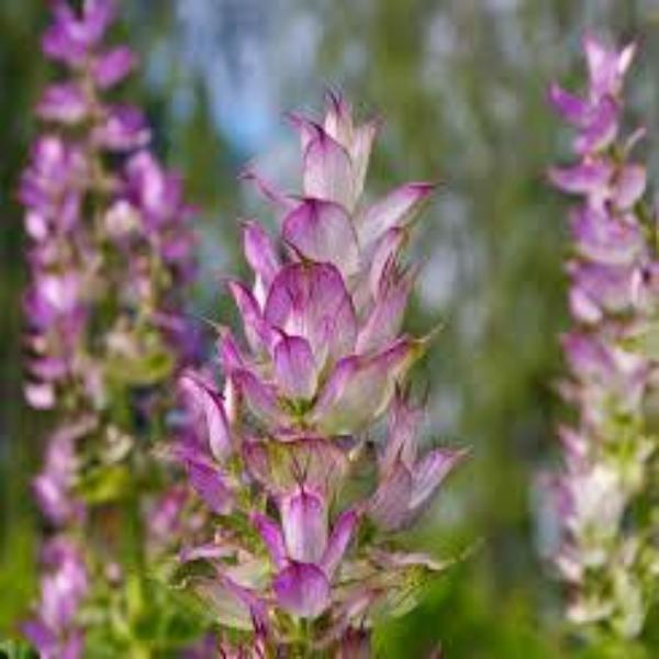 EO Clary Sage Essential Oil 10 mls Supply