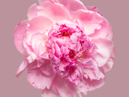 Peony - Linen & Room Spray Supply