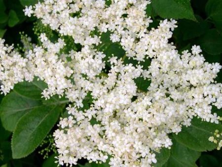 Dried Herbs- Elderflower 20 grm Online