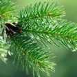 EO Pine Needle Essential Oil 10 mls Supply