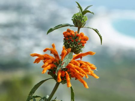 Lion s Ear (Leonotis Nepetifolia) Organic on Sale