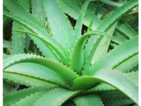 Herbal Aloe Vera Gel 125 mls Online Hot Sale