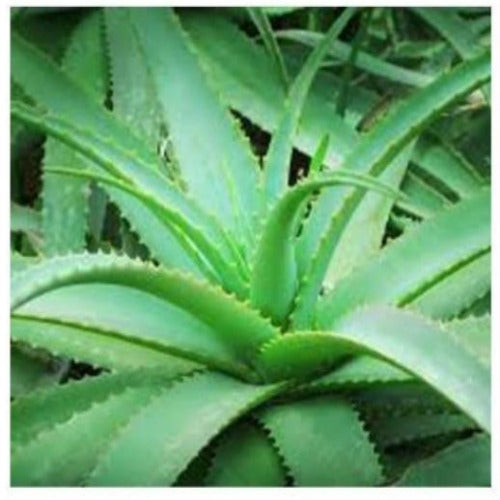 Herbal Aloe Vera Gel 125 mls Online Hot Sale