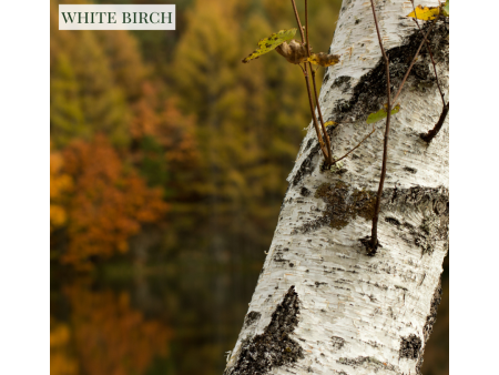 White Birch - Candle Online Hot Sale