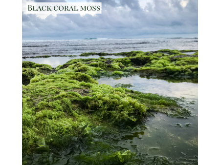 Black Coral Moss - Candle Fashion