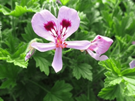 EO Geranium Essential Oil 10ml For Sale